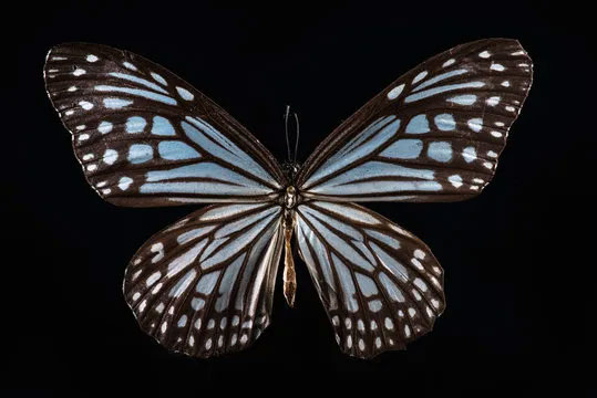 A milkweed butterfly on a black background