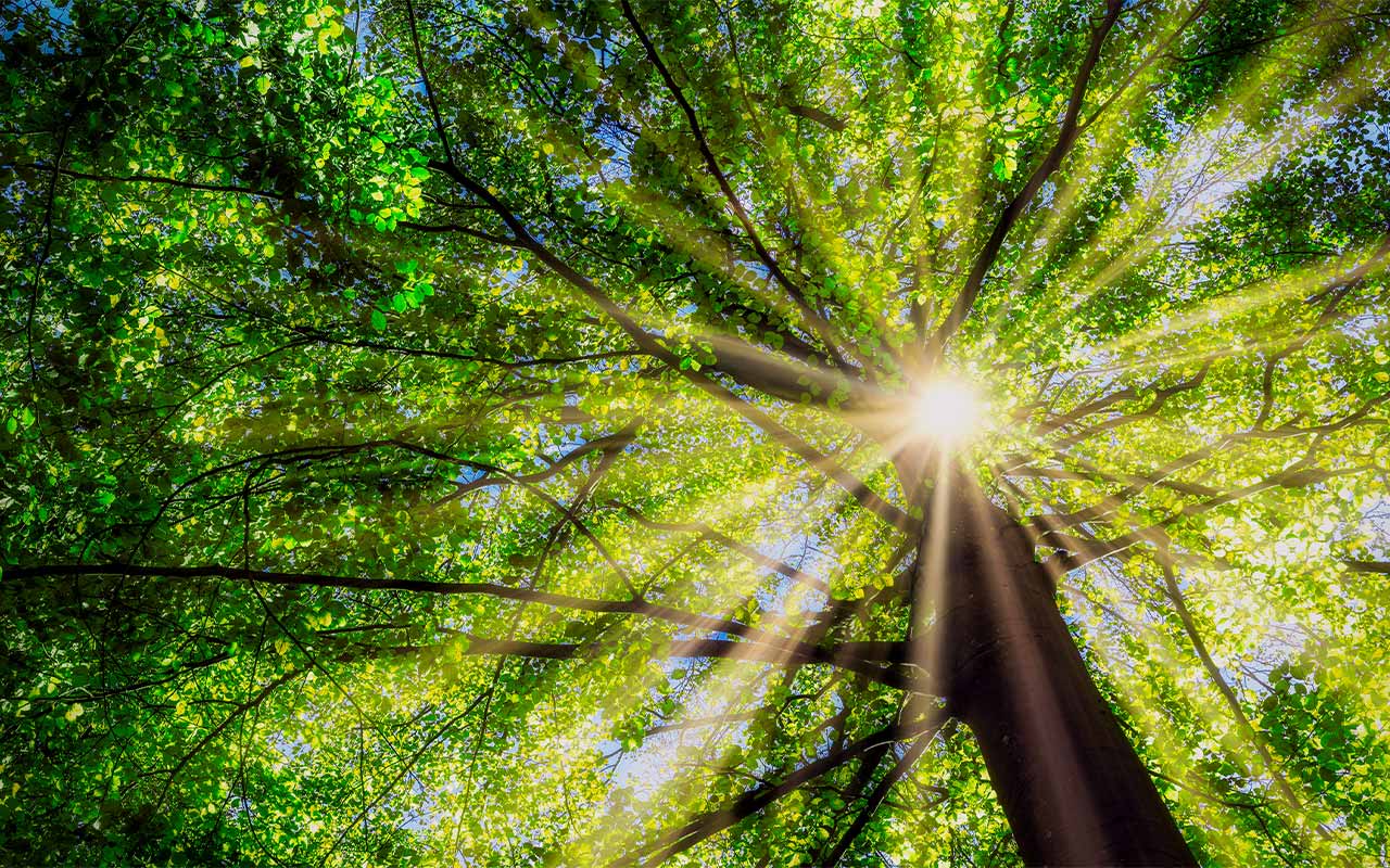 Sun is shining through the leaves of a bright green tree up above the camera's view.