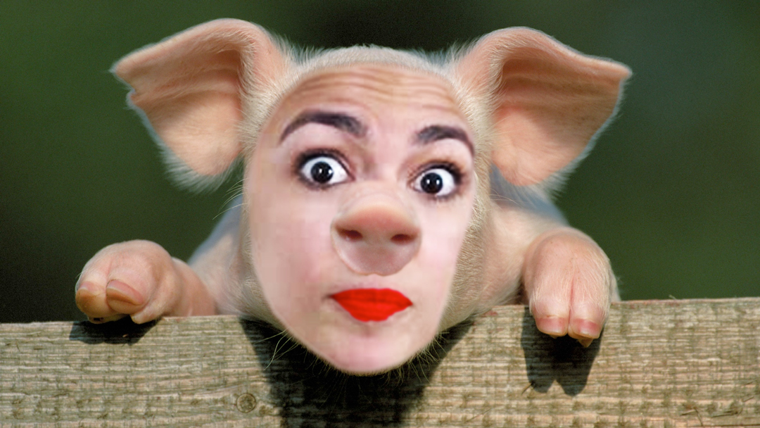 pig-ocasio.jpg